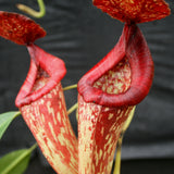 Nepenthes Rokko "Exotica" x boschiana
