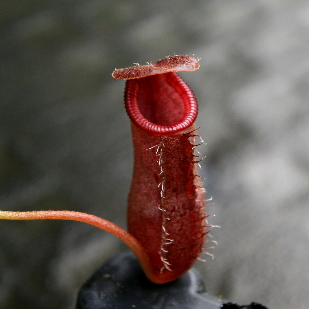 
                      
                        Nepenthes 'Briggsiana', ventricosa x lowii pitcher, Pitcher plant, carnivorous plant, collectors plant, pitchers, rare nepenthes, terrarium plant, easy to grow nepenthes, beginner nepenthes, beginner pitcher plants, nepenthes.
                      
                    