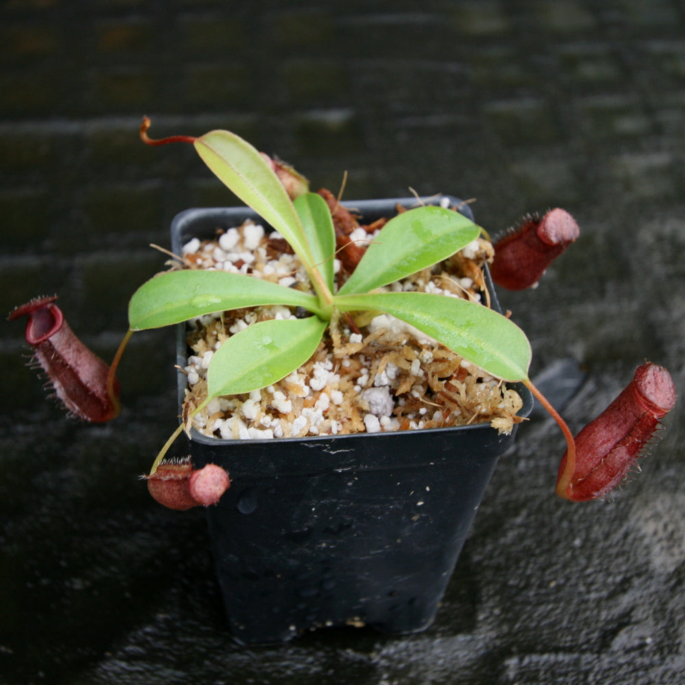 
                      
                        Nepenthes 'Briggsiana', ventricosa x lowii
                      
                    
