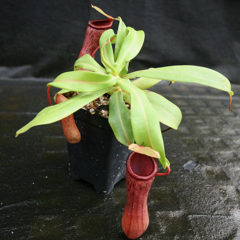 Red Nepenthes ventricosa pitcher with a curved mouth and bright green leaves in a black pot