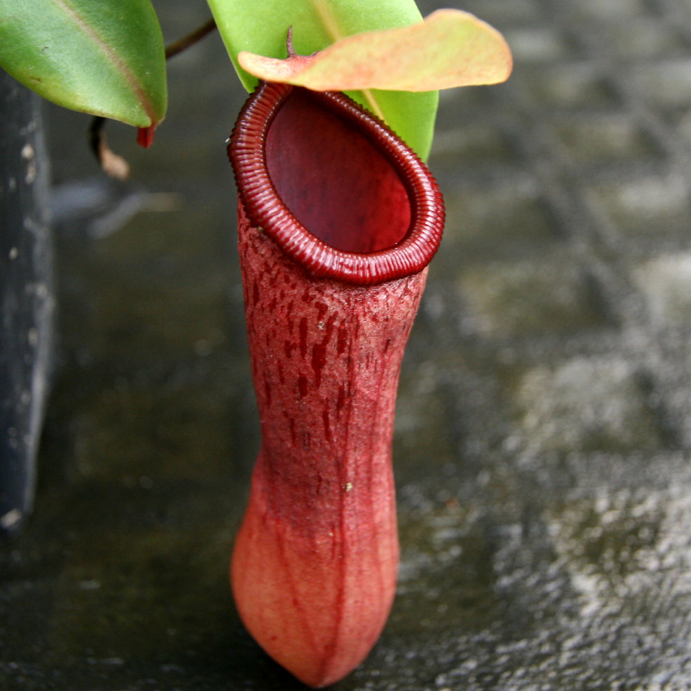 
                      
                        Nepenthes ventricosa (JB x MT), CAR-0254, pitcher plant, carnivorous plant, collectors plant, large pitchers, rare plants 
                      
                    