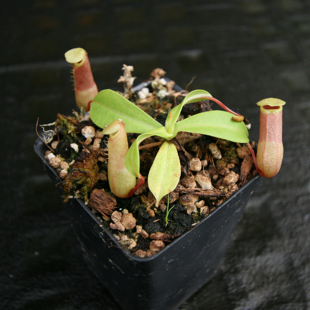 
                      
                        Nepenthes ventricosa (JB x MT), CAR-0254, pitcher plant, carnivorous plant, collectors plant, large pitchers, rare plants 
                      
                    