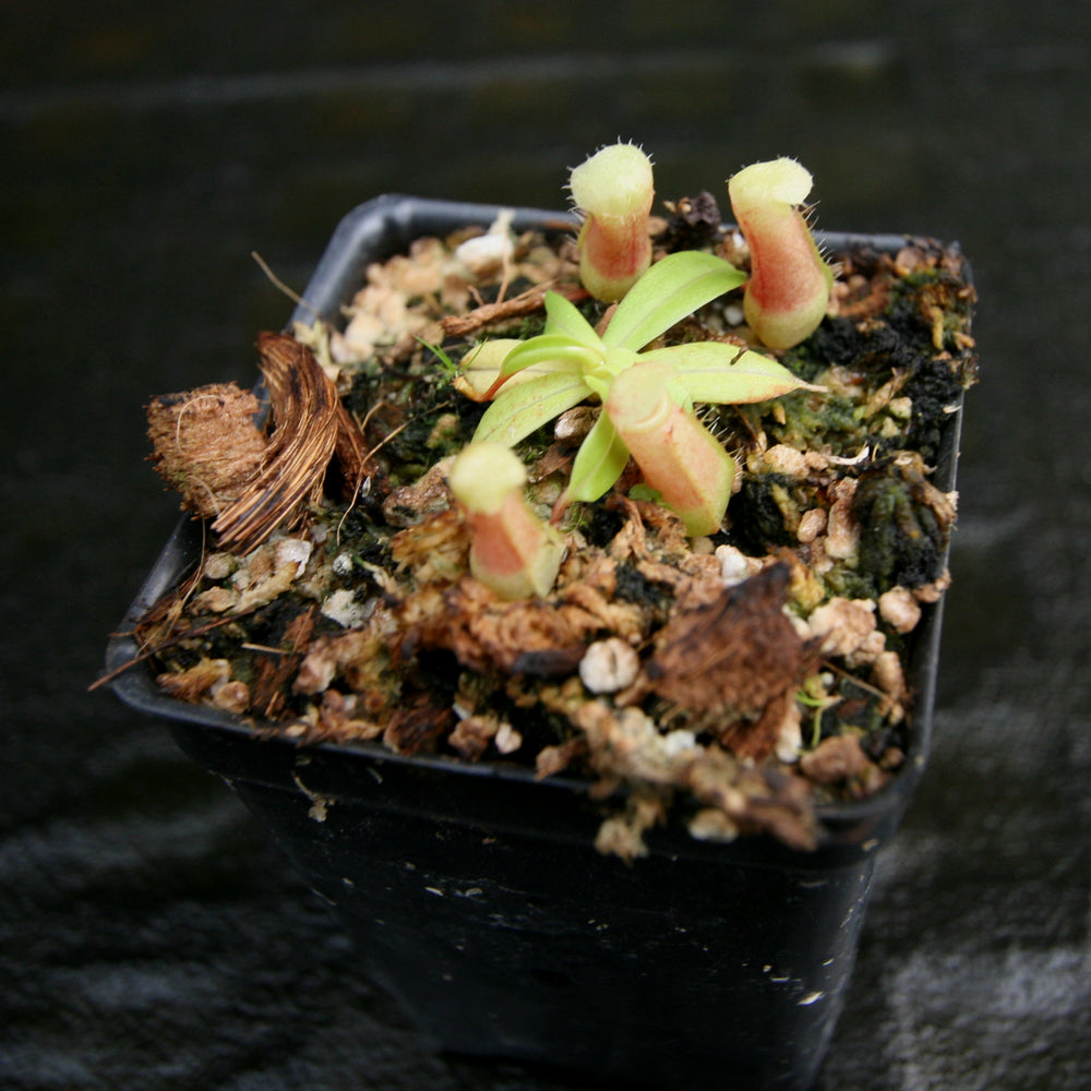 
                      
                        Nepenthes ventricosa (JB x MT), CAR-0254, pitcher plant, carnivorous plant, collectors plant, large pitchers, rare plants 
                      
                    