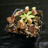 Nepenthes ventricosa (JB x MT), CAR-0254, pitcher plant, carnivorous plant, collectors plant, large pitchers, rare plants 