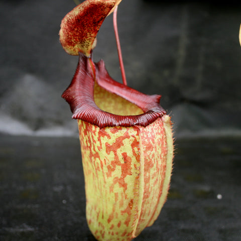 Nepenthes sibuyanensis x tiveyi close-up of a red rimmed pitcher with a speckled yellow body
