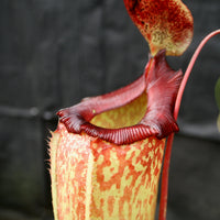Nepenthes sibuyanensis x tiveyi