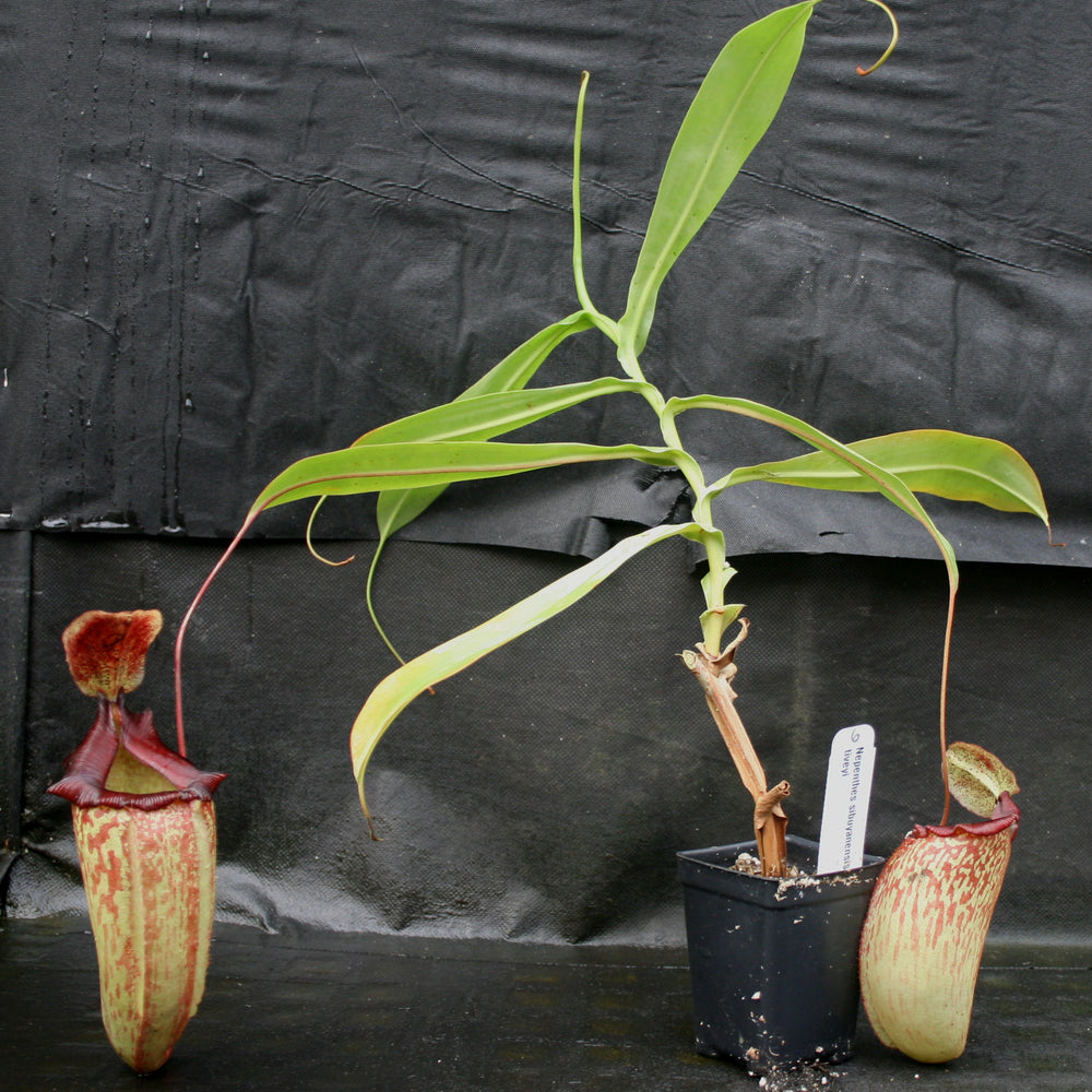 
                      
                        Nepenthes sibuyanensis x tiveyi
                      
                    