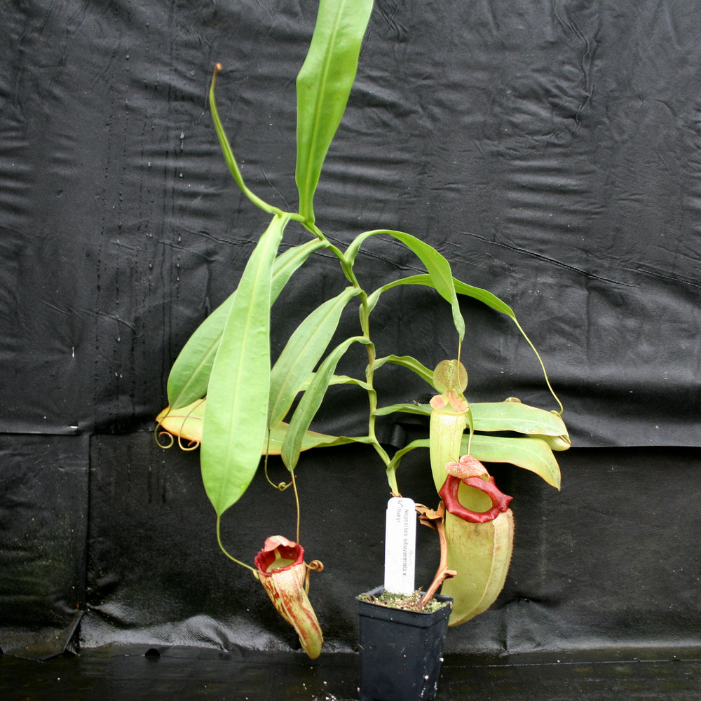 
                      
                        Nepenthes sibuyanensis x tiveyi
                      
                    