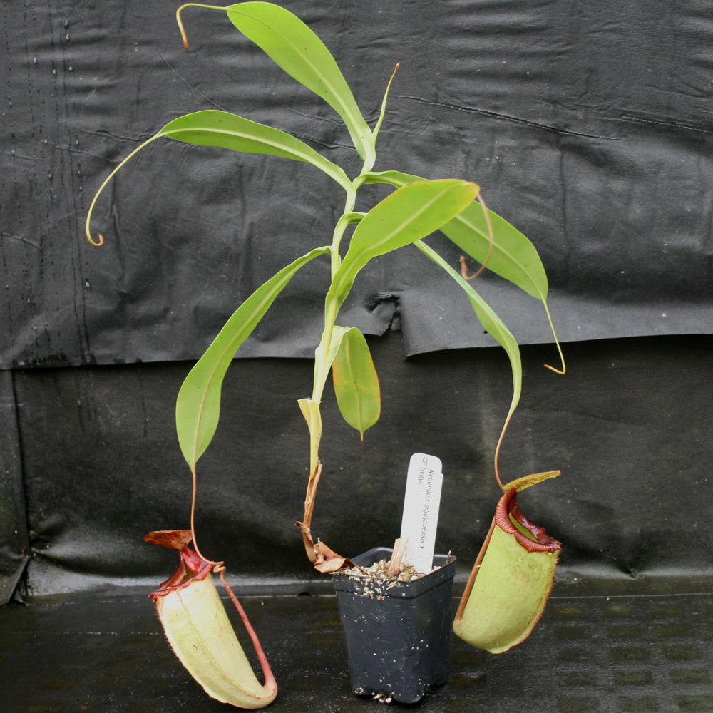 
                      
                        Nepenthes sibuyanensis x tiveyi
                      
                    