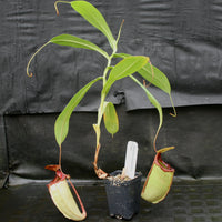 Nepenthes sibuyanensis x tiveyi