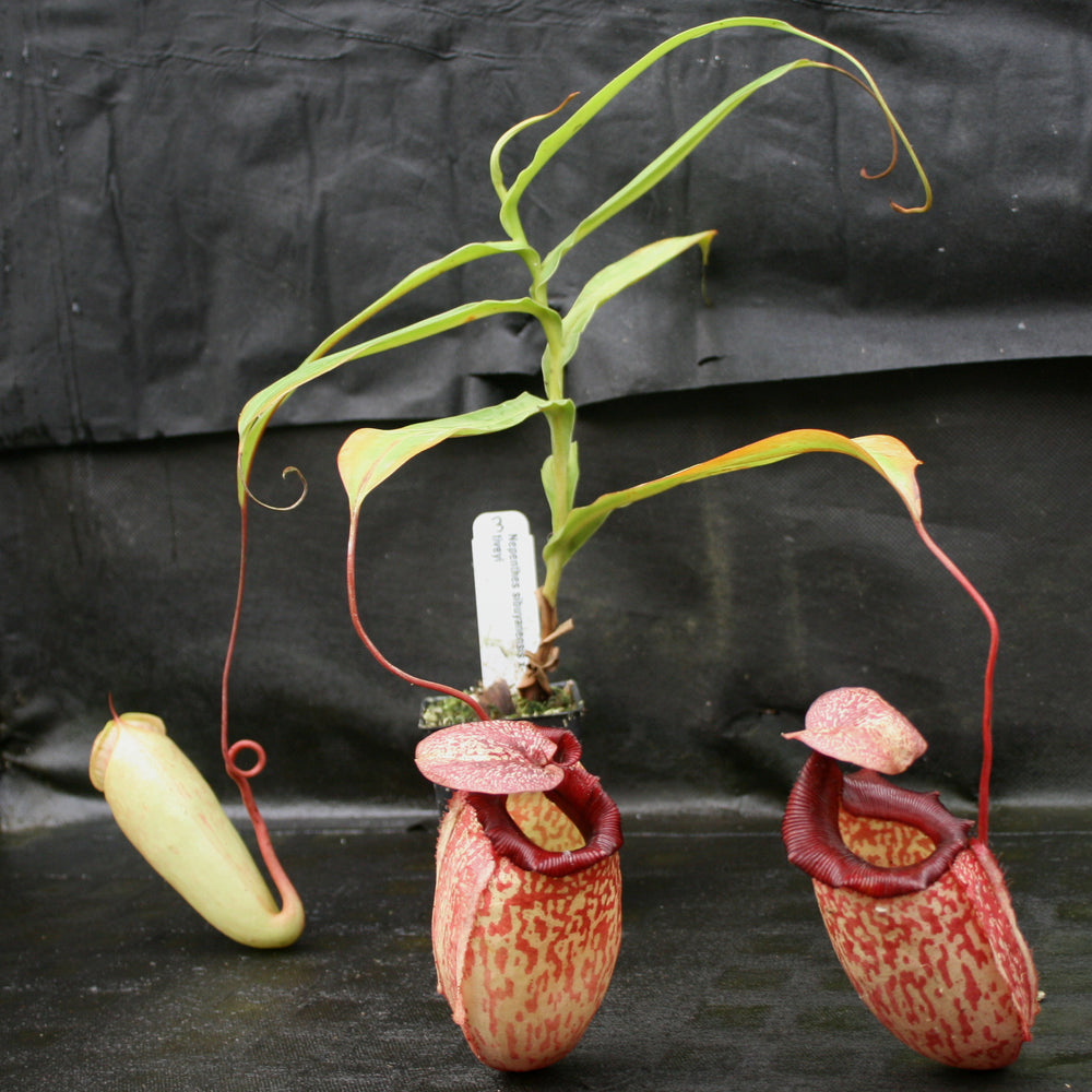 
                      
                        Nepenthes sibuyanensis x tiveyi
                      
                    