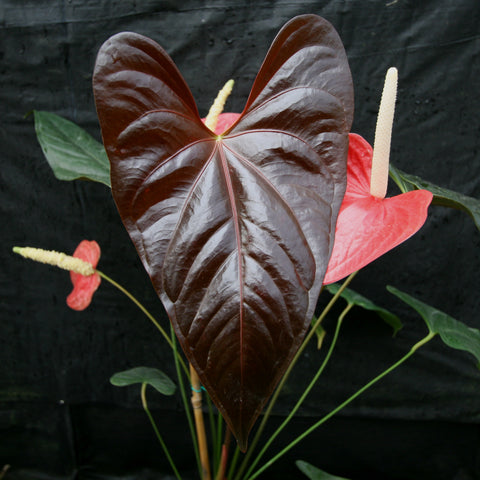 Glossy dark burgundy heart shaped anthurium leaf with pale yellow spadix in the background