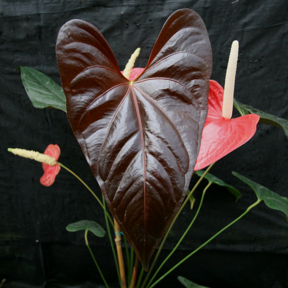 anthurium beauty Anthurium Red Beauty, CAR-0256 – Carnivero