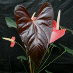 Anthurium Red Beauty, CAR-0256