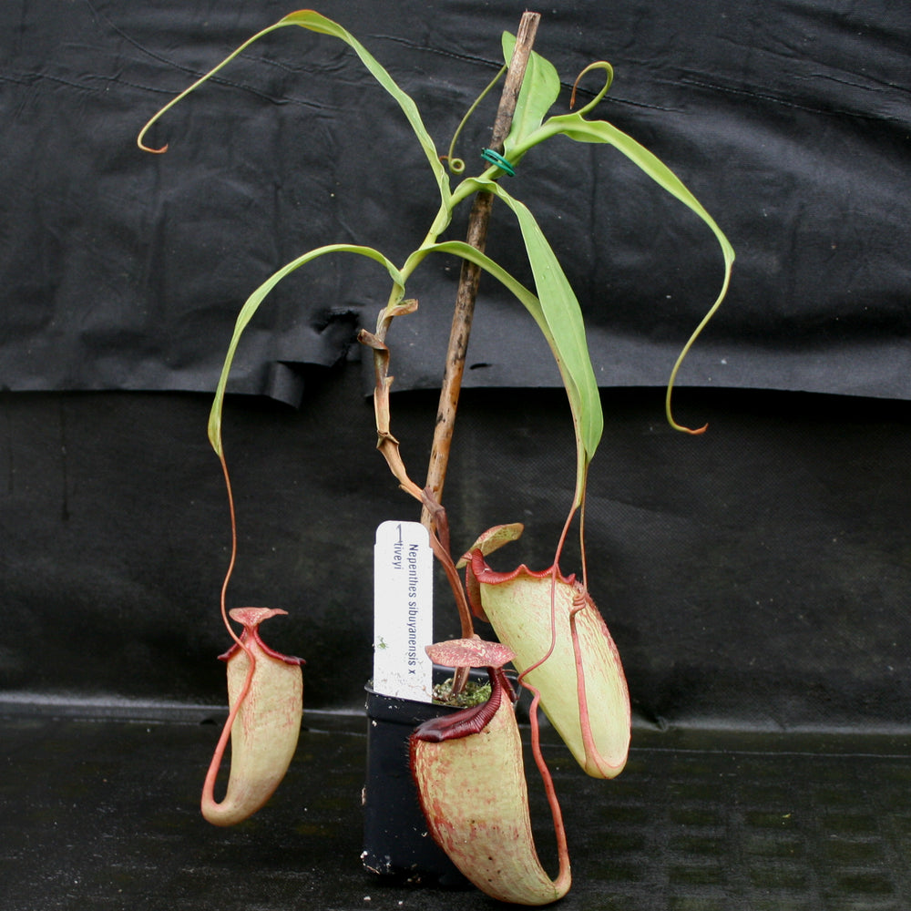 
                      
                        Nepenthes sibuyanensis x tiveyi
                      
                    