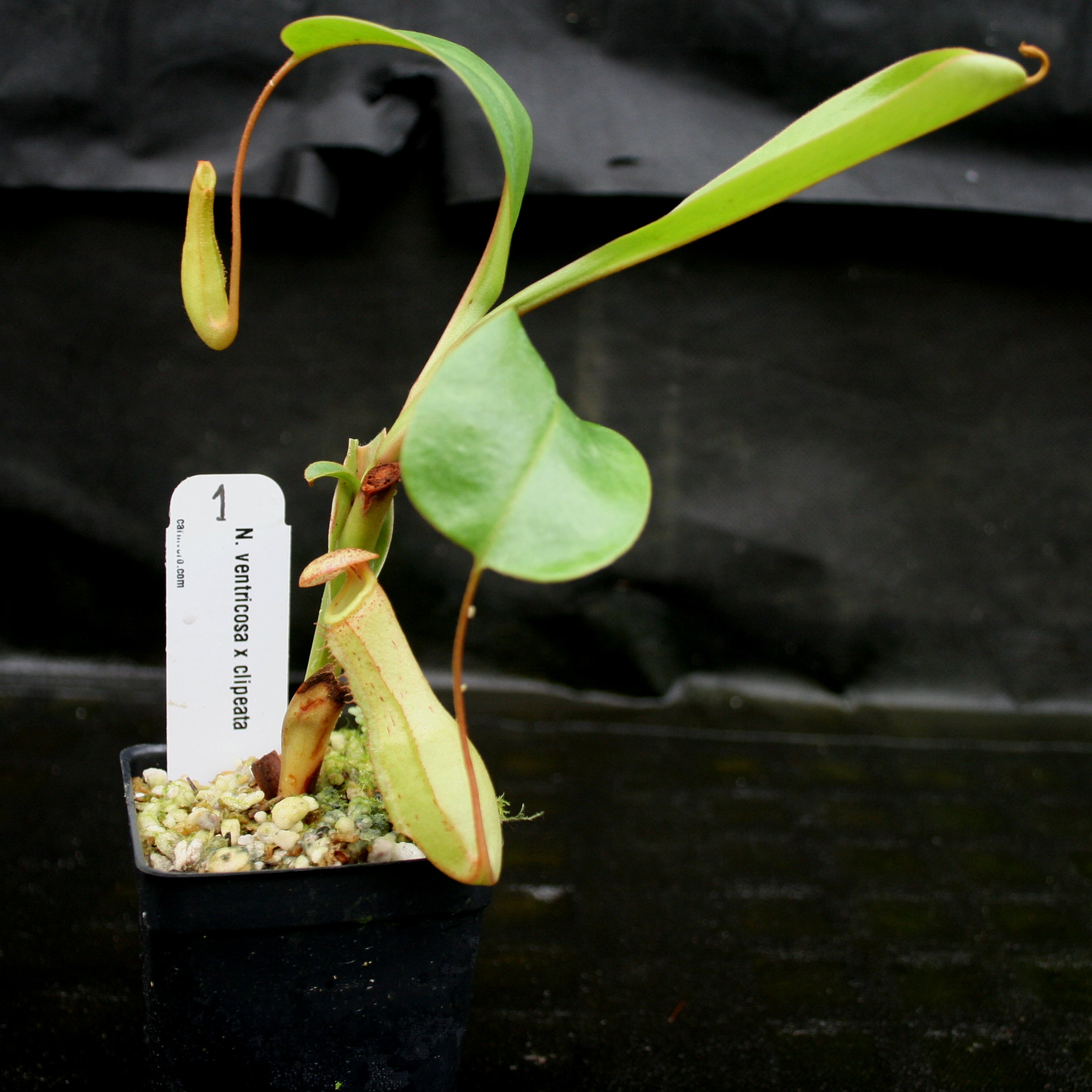 Nepenthes ventricosa x clipeata – Carnivero