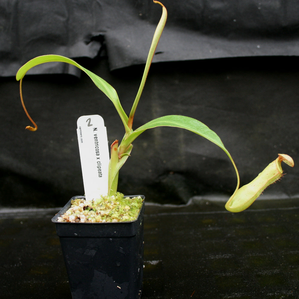 
                      
                        Nepenthes ventricosa x clipeata
                      
                    