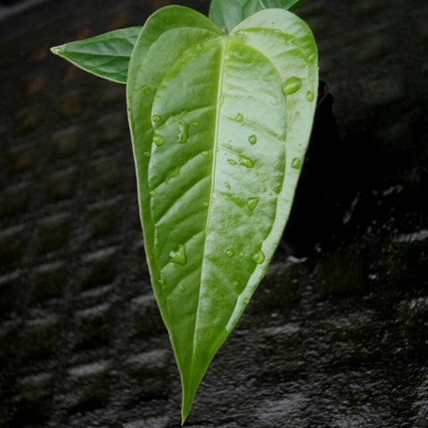 Close up of a glossy bright green Anthurium acebeyae x veitchii leaf with water droplets