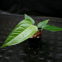 Anthurium acebeyae x veitchii, CAR-0255