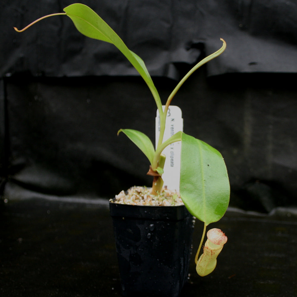
                      
                        Nepenthes ventricosa x clipeata
                      
                    