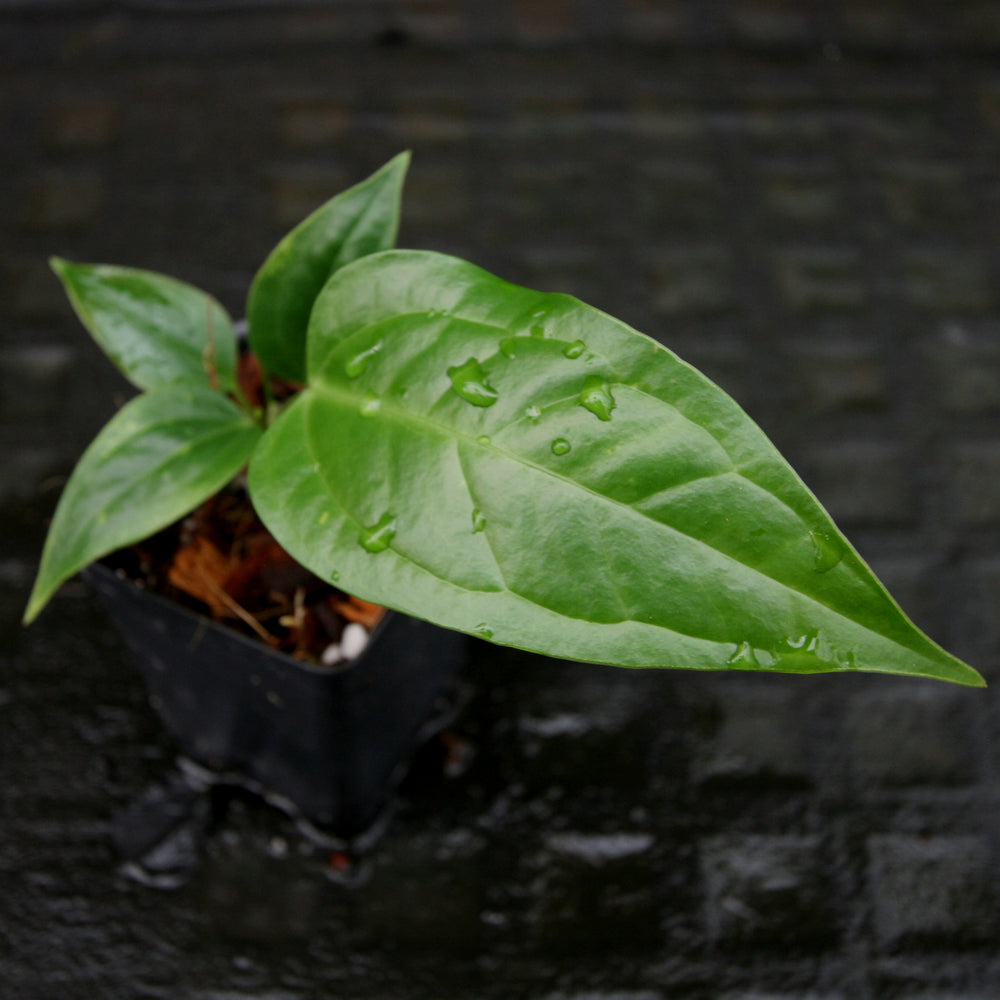 
                      
                        Anthurium acebeyae x veitchii, CAR-0255
                      
                    