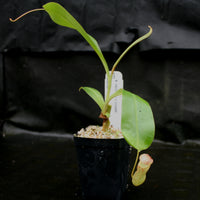 Nepenthes ventricosa x clipeata