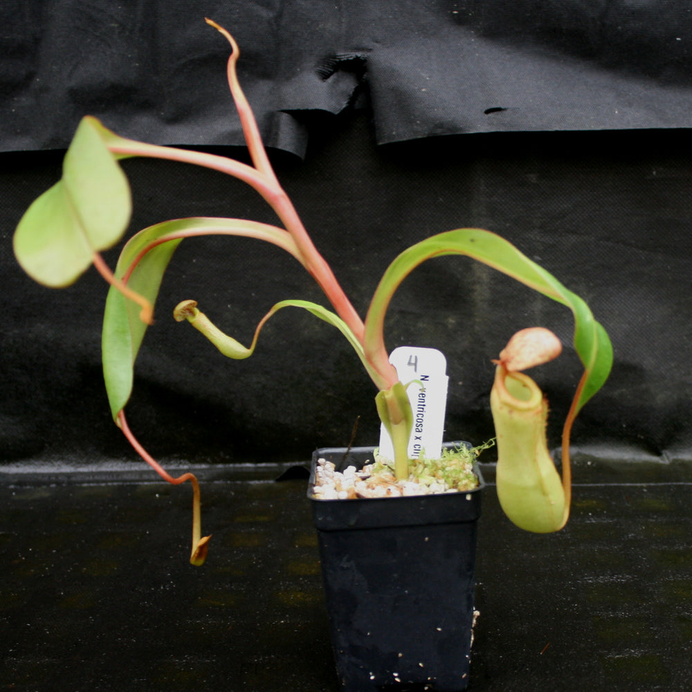 
                      
                        Nepenthes ventricosa x clipeata
                      
                    