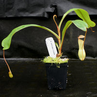 Nepenthes ventricosa x clipeata