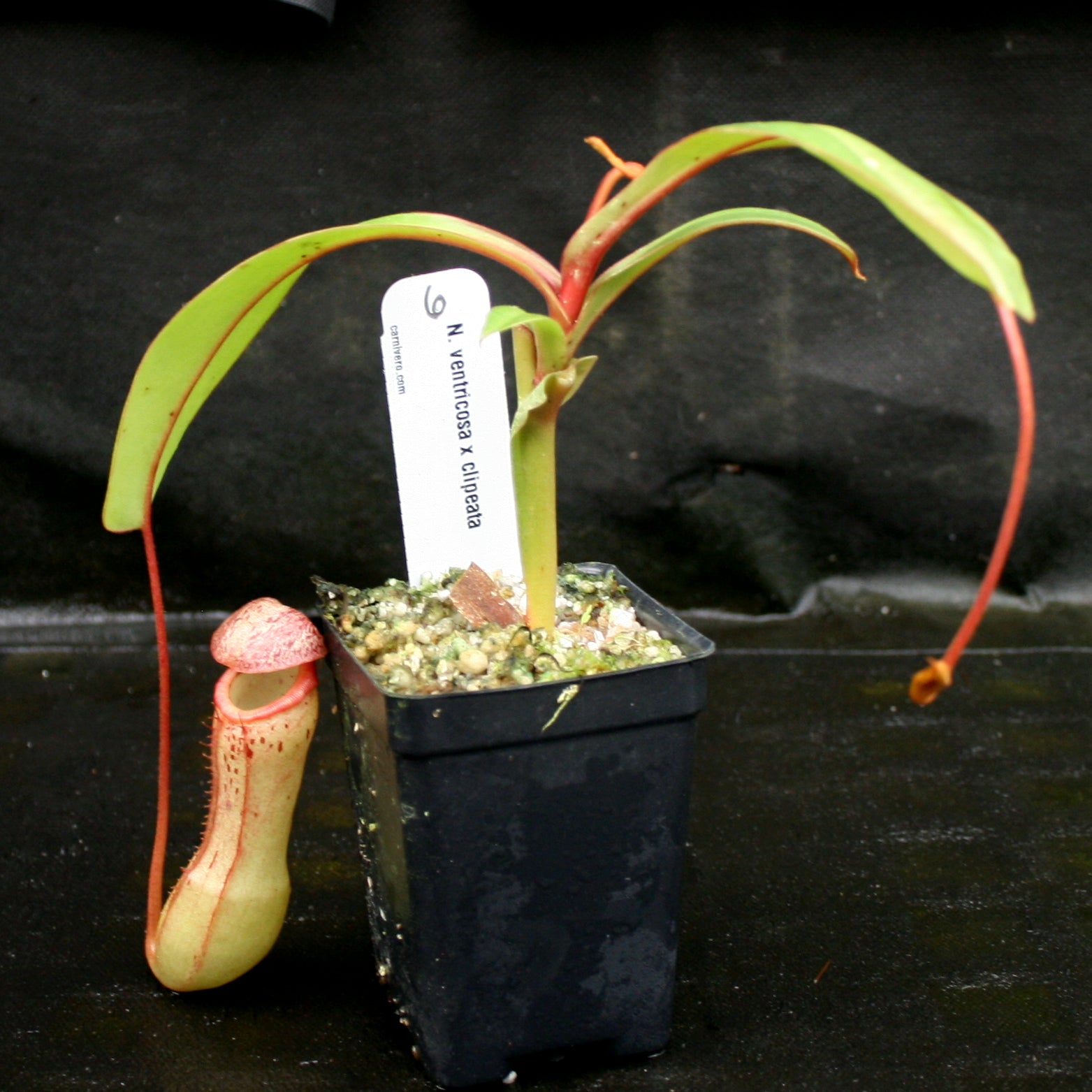 Nepenthes ventricosa x clipeata – Carnivero