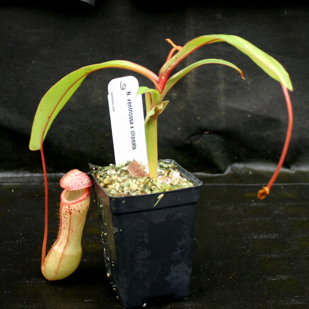
                      
                        Nepenthes ventricosa x clipeata
                      
                    