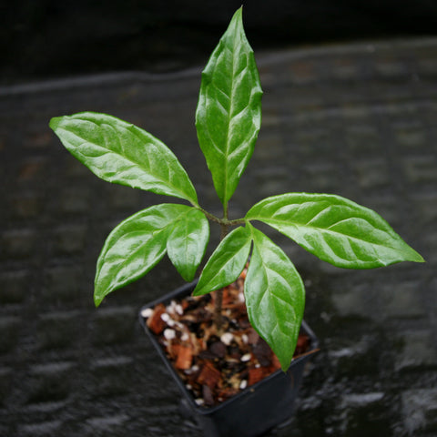 Young Amorphophallus lambii plant with several glossy green leaves in a small pot