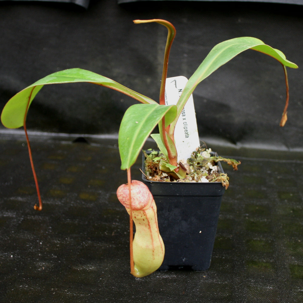 
                      
                        Nepenthes ventricosa x clipeata
                      
                    