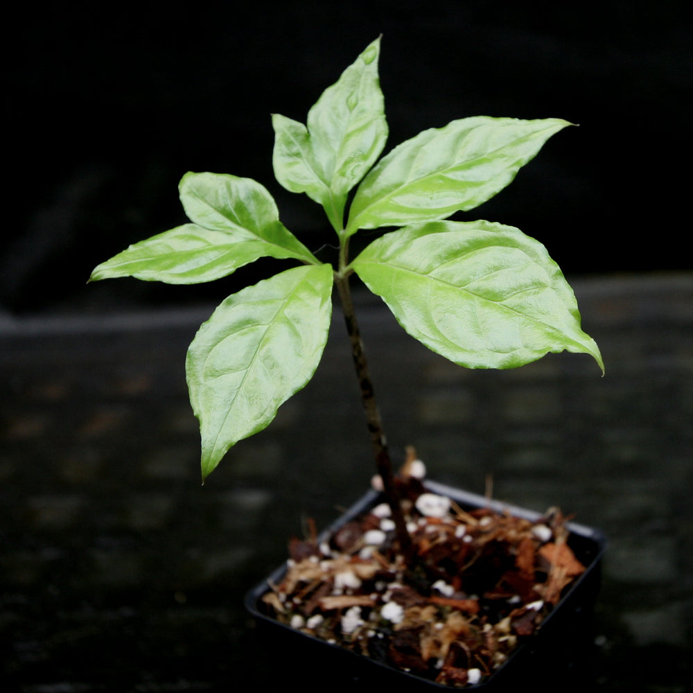 
                      
                        Amorphophallus lambii
                      
                    