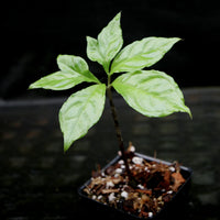 Amorphophallus lambii