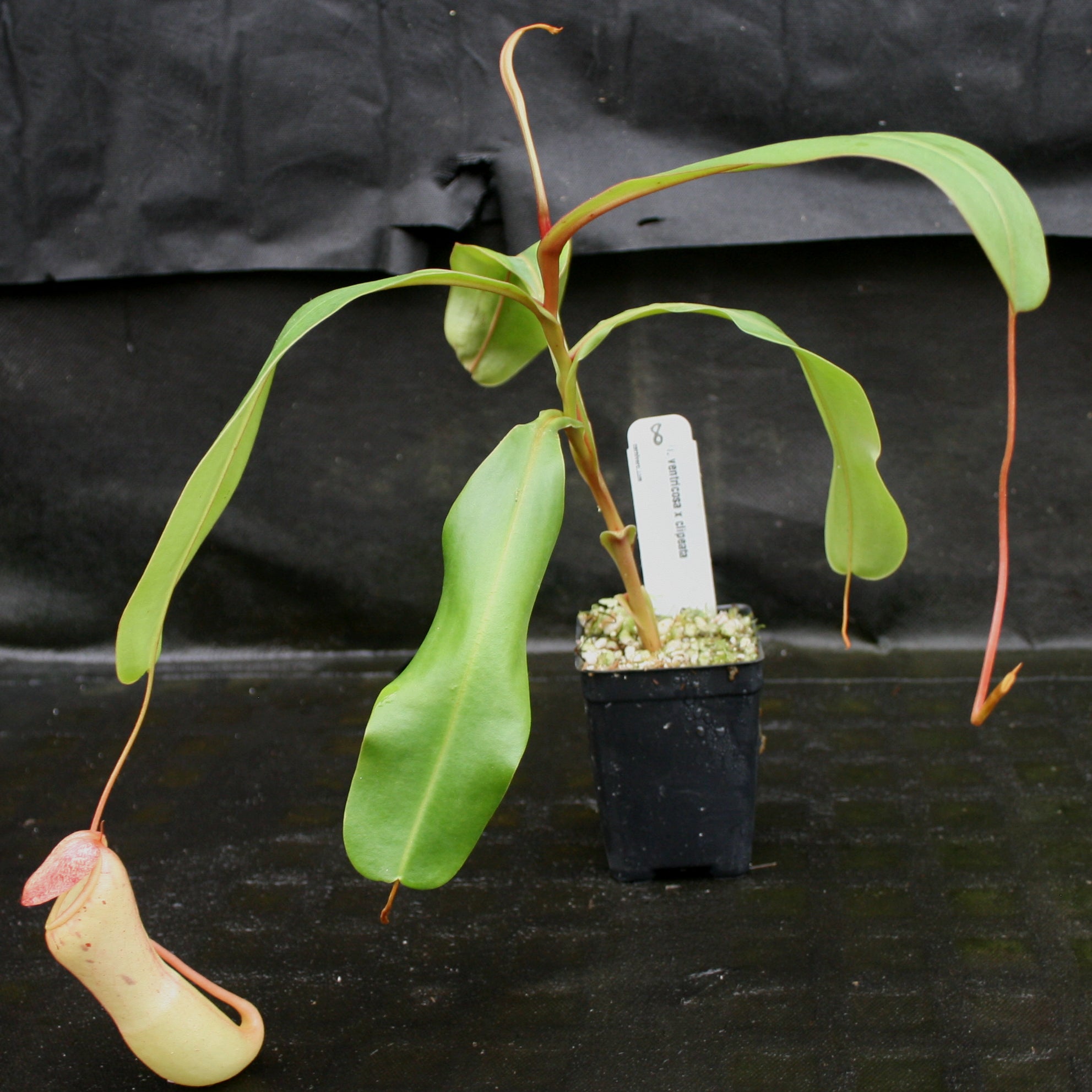 Nepenthes ventricosa x clipeata – Carnivero