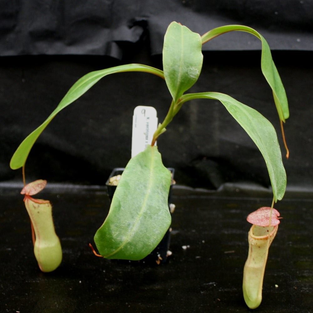 
                      
                        Nepenthes ventricosa x clipeata
                      
                    