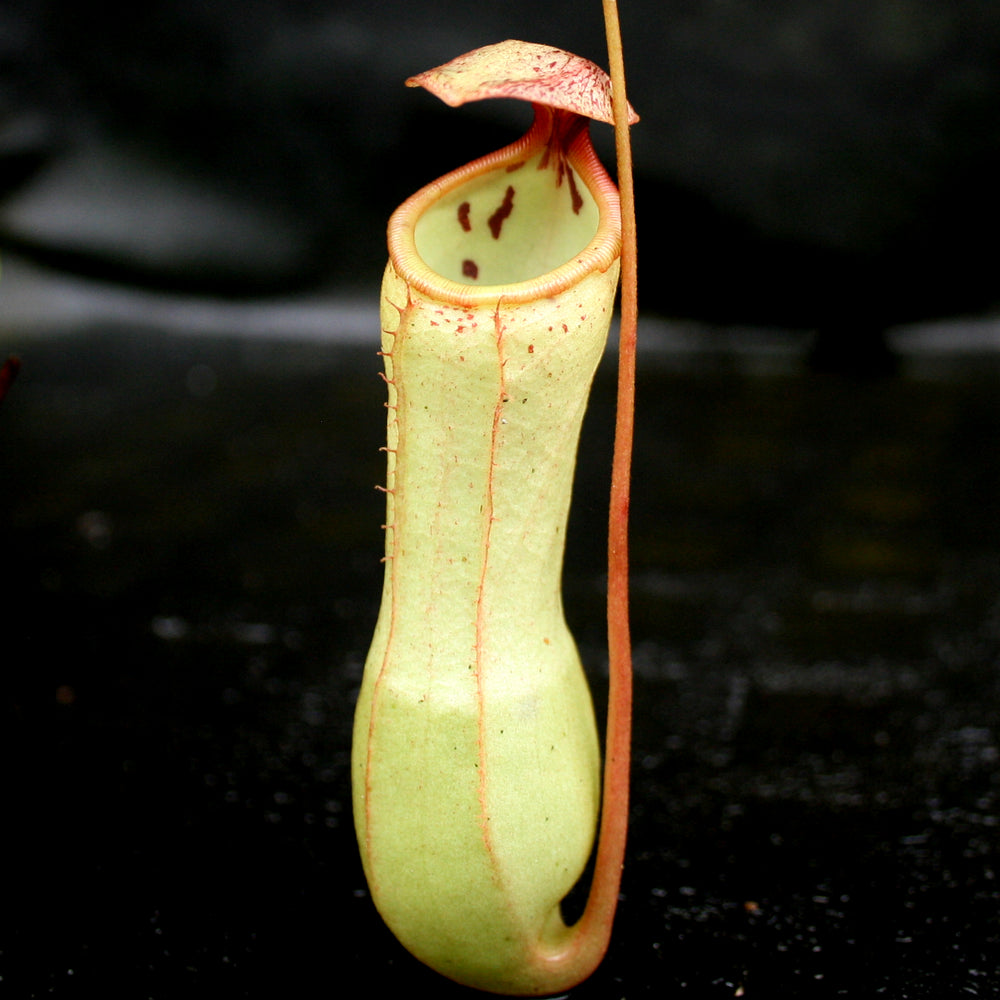 
                      
                        Nepenthes ventricosa x clipeata
                      
                    