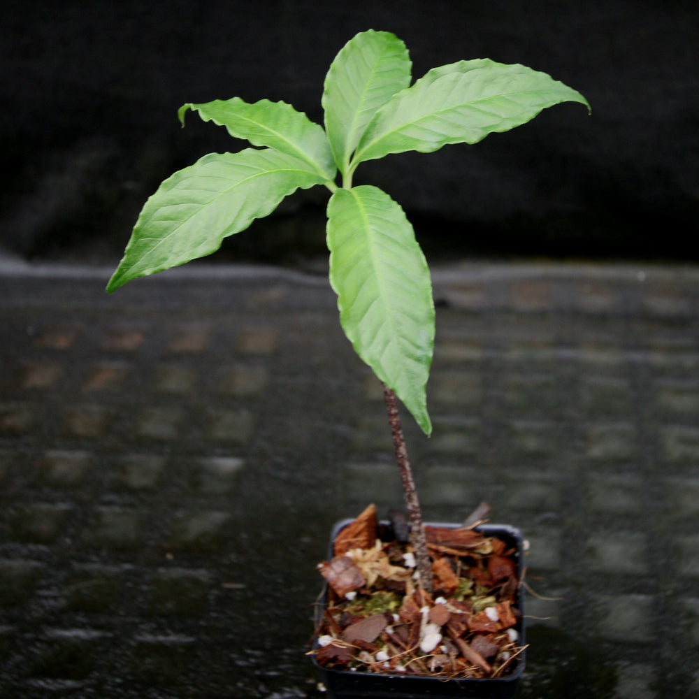 
                      
                        Amorphophallus prainii
                      
                    