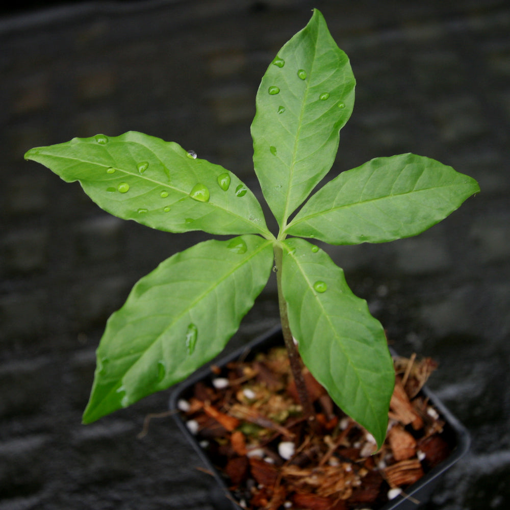 
                      
                        Amorphophallus prainii
                      
                    