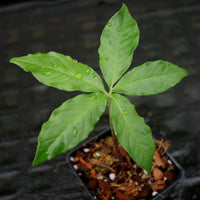 Amorphophallus prainii