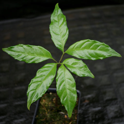Amorphophallus plicatus seedling with a star shaped palmate leaf of five glossy leaflets in a pot