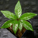 Amorphophallus plicatus