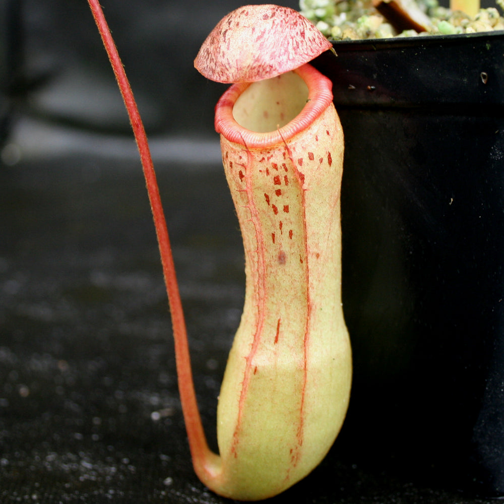 
                      
                        Nepenthes ventricosa x clipeata
                      
                    