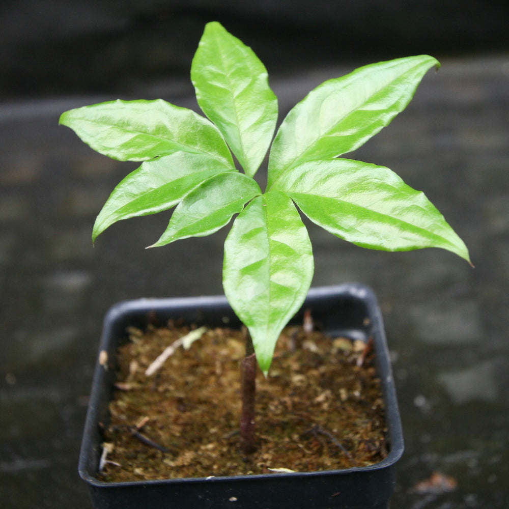 
                      
                        Amorphophallus plicatus
                      
                    
