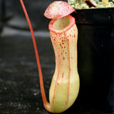 Nepenthes ventricosa x clipeata