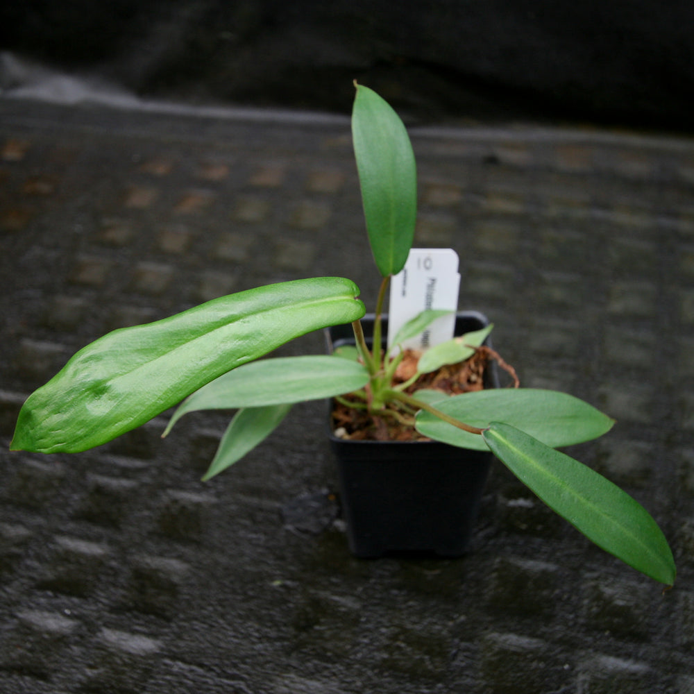 
                      
                        Philodendron joepii
                      
                    