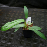 Philodendron joepii
