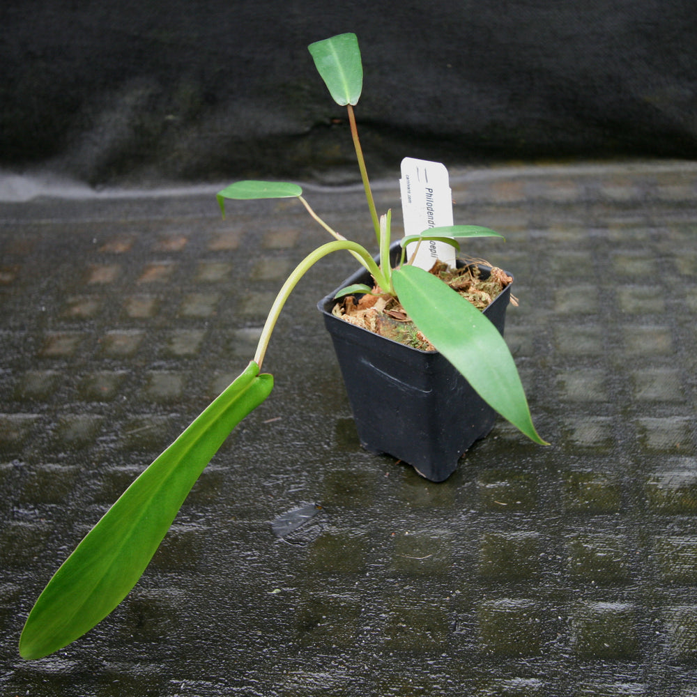
                      
                        Philodendron joepii
                      
                    