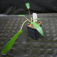 Philodendron joepii