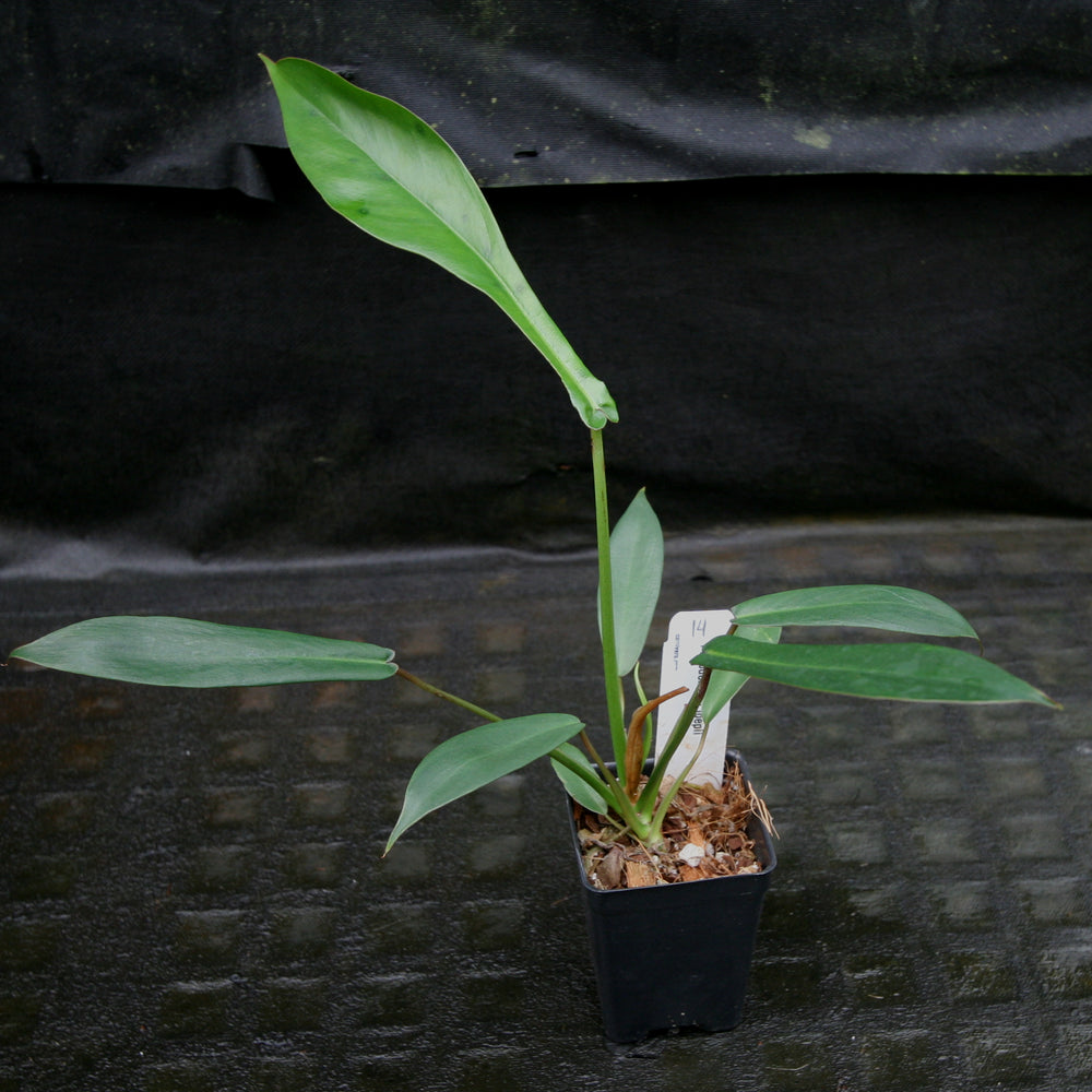 
                      
                        Philodendron joepii
                      
                    